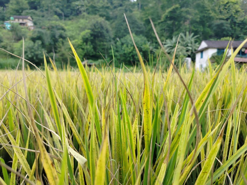 पसाउने बेलाका धानमा ‘मेली बग’ समस्या